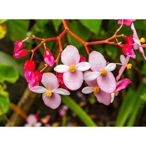 Pink flowering Begonia-Easter Island-Chile